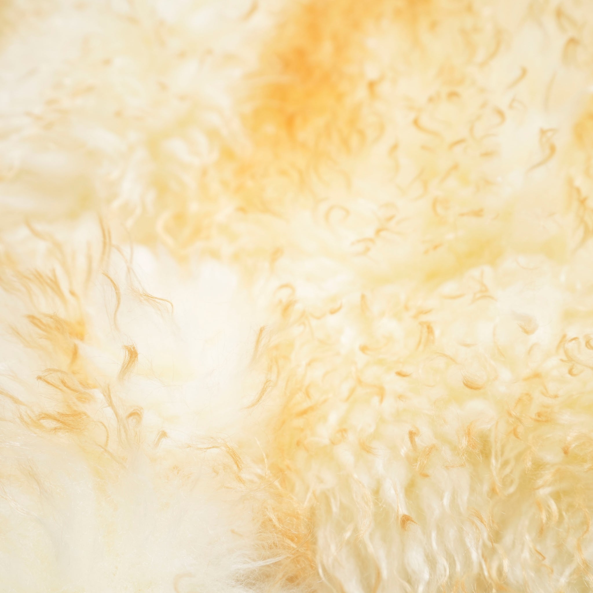 MW5WVS03X_IVORY/YELLO | MONE | Color:Ivory/Yello【MOLLIOLLI_モリオリ】