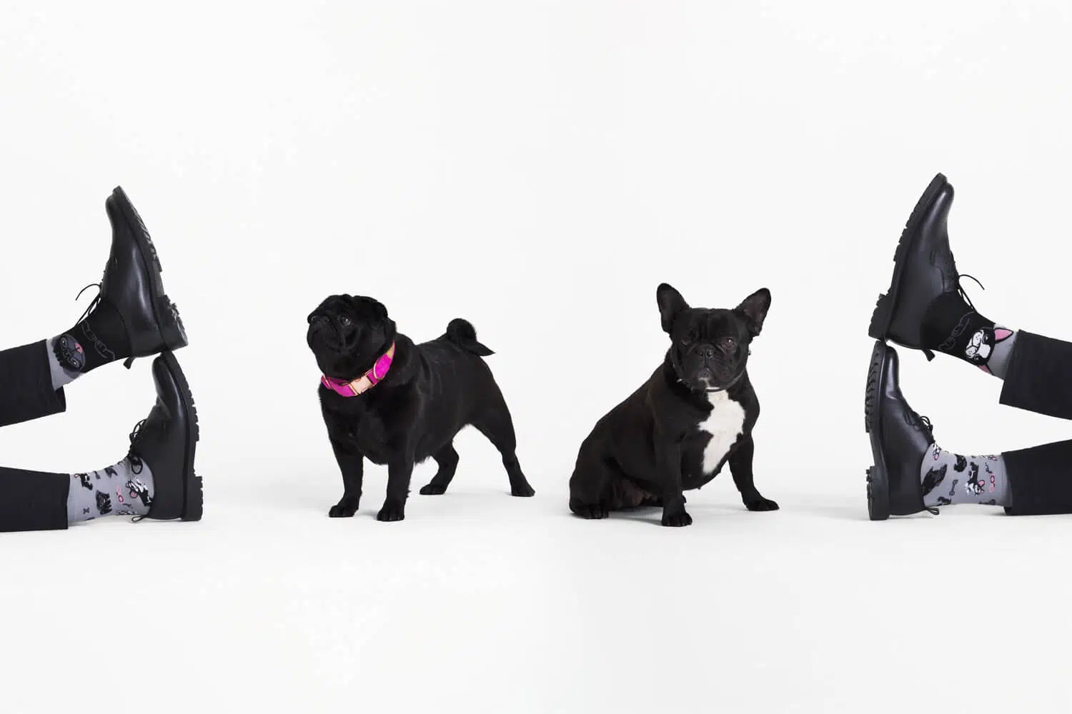many mornings reguler socks / TINY LITTLE DOGS【many mornings メニ―モーニングス】【ネコポス選択可能】