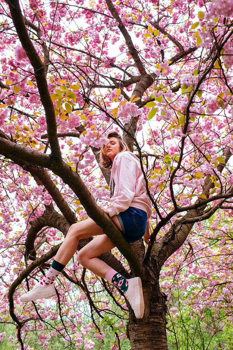 reguler socks / Cherry Blossom【MANY MORNINGS_メニ―モーニングス】【ネコポス選択可能】